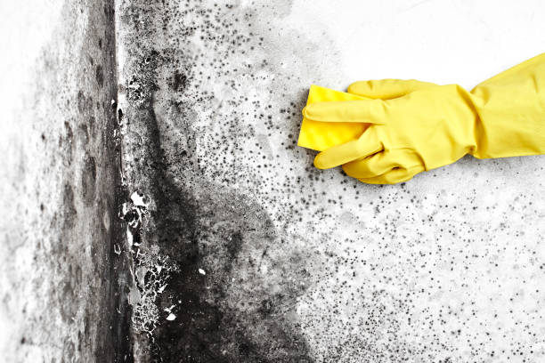 Best Mold Testing and Inspection Services in Edgemoor, DE