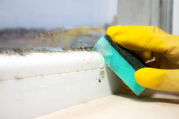 Best Preventive Mold Services in Edgemoor, DE