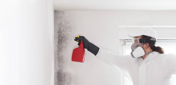 Best Residential Mold Remediation in Edgemoor, DE